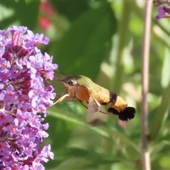 Cephonodes kingii at Theodore, ACT - suppressed