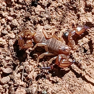 Urodacus manicatus (Black Rock Scorpion) at Watson, ACT by MPW