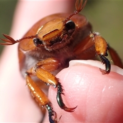 Anoplognathus porosus (Porosus Christmas beetle) at Murrumbateman, NSW - 28 Dec 2024 by SimoneC