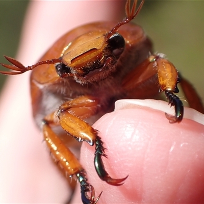 Anoplognathus sp. (genus) (Unidentified Christmas beetle) at Murrumbateman, NSW - 28 Dec 2024 by SimoneC