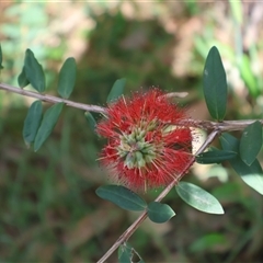 Melaleuca hypericifolia (Hillock Bush) at Ulladulla, NSW - 28 Dec 2024 by Clarel