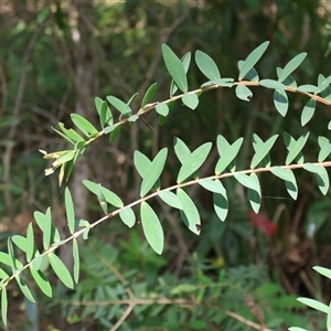 Melaleuca hypericifolia at Ulladulla, NSW - 28 Dec 2024 03:40 PM