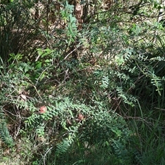 Melaleuca hypericifolia at Ulladulla, NSW - 28 Dec 2024 03:40 PM