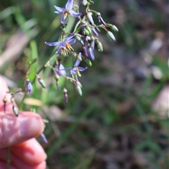 Dianella caerulea (Common Flax Lily) at Ulladulla, NSW - 28 Dec 2024 by Clarel