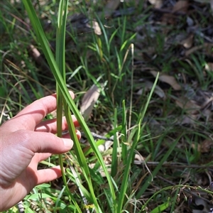 Dianella caerulea at Ulladulla, NSW - 28 Dec 2024