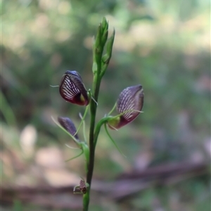 Cryptostylis erecta at Ulladulla, NSW - 28 Dec 2024