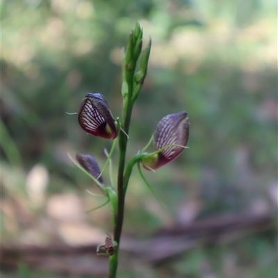 Cryptostylis erecta (Bonnet Orchid) at Ulladulla, NSW - 28 Dec 2024 by Clarel