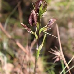 Cryptostylis erecta at Ulladulla, NSW - 28 Dec 2024