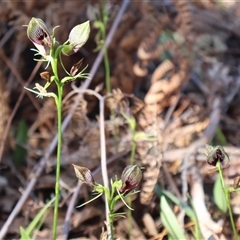 Cryptostylis erecta at Ulladulla, NSW - suppressed