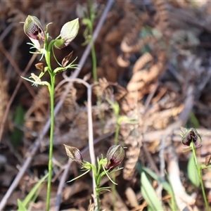 Cryptostylis erecta at Ulladulla, NSW - 28 Dec 2024