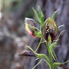 Cryptostylis erecta at Ulladulla, NSW - 28 Dec 2024