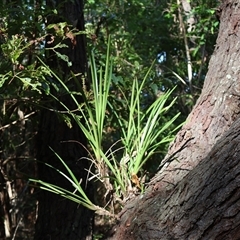 Cymbidium suave (Snake Orchid) at Ulladulla, NSW - 28 Dec 2024 by Clarel