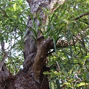 Cymbidium suave at Ulladulla, NSW - suppressed