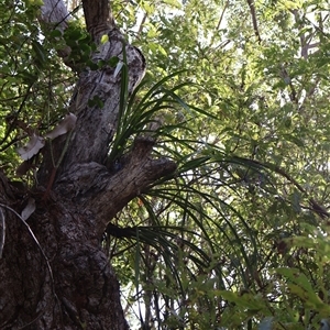 Cymbidium suave at Ulladulla, NSW - suppressed