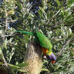 Banksia serrata (Saw Banksia) at Ulladulla, NSW - 28 Dec 2024 by Clarel