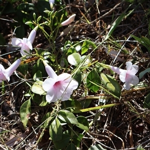 Pandorea pandorana at Ulladulla, NSW by Clarel