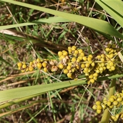 Lomandra longifolia (Spiny-headed Mat-rush, Honey Reed) at Ulladulla, NSW - 28 Dec 2024 by Clarel