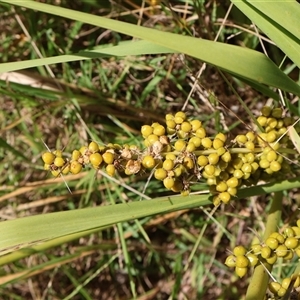 Lomandra longifolia at Ulladulla, NSW - 28 Dec 2024