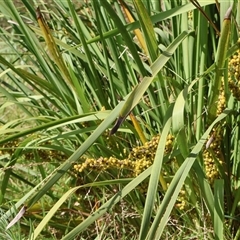 Lomandra longifolia at Ulladulla, NSW - 28 Dec 2024