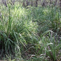 Lomandra longifolia at Ulladulla, NSW - 28 Dec 2024