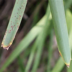 Lomandra longifolia at Ulladulla, NSW - 28 Dec 2024