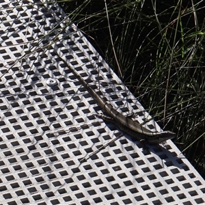 Egernia cunninghami at Ulladulla, NSW by Clarel