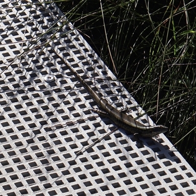 Eulamprus sp. (genus) (Water Skink) at Ulladulla, NSW - 28 Dec 2024 by Clarel