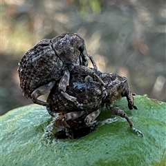 Tepperia sterculiae (Kurrajong seed weevil) at Ainslie, ACT - 28 Dec 2024 by Pirom