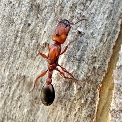 Podomyrma gratiosa (Muscleman tree ant) at Ainslie, ACT - 28 Dec 2024 by Pirom