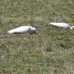 Cacatua galerita at Goomburra, QLD - 29 Aug 2024 by Gaylesp8