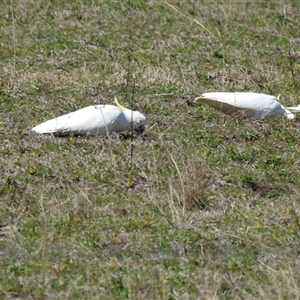 Cacatua galerita (Sulphur-crested Cockatoo) at Goomburra, QLD by Gaylesp8