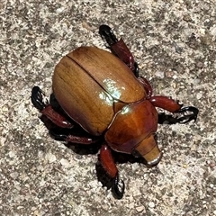 Anoplognathus montanus (Montane Christmas beetle) at Boorowa, NSW - 28 Dec 2024 by cherylhodges