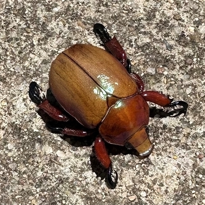 Anoplognathus montanus (Montane Christmas beetle) at Boorowa, NSW - 28 Dec 2024 by cherylhodges