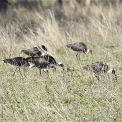 Threskiornis spinicollis (Straw-necked Ibis) at Goomburra, QLD - 29 Aug 2024 by Gaylesp8