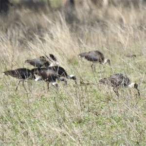 Threskiornis spinicollis (Straw-necked Ibis) at Goomburra, QLD by Gaylesp8