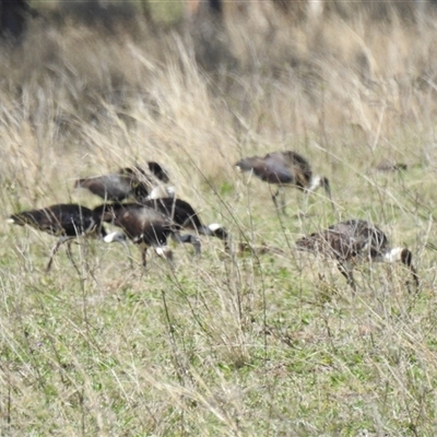 Threskiornis spinicollis (Straw-necked Ibis) at Goomburra, QLD - 29 Aug 2024 by Gaylesp8