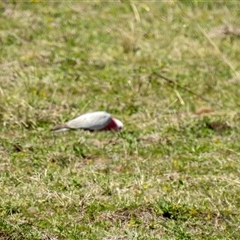 Eolophus roseicapilla at Goomburra, QLD - 29 Aug 2024 by Gaylesp8