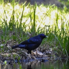 Unidentified Other Birds at Goomburra, QLD - 29 Aug 2024 by Gaylesp8