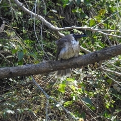 Philemon corniculatus (Noisy Friarbird) at Goomburra, QLD - 29 Aug 2024 by Gaylesp8