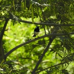 Malurus cyaneus at Goomburra, QLD - 29 Aug 2024 by Gaylesp8