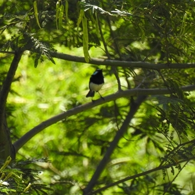 Malurus cyaneus (Superb Fairywren) at Goomburra, QLD - 29 Aug 2024 by Gaylesp8