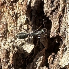 Camponotus nigroaeneus at Ainslie, ACT - 28 Dec 2024 by Pirom