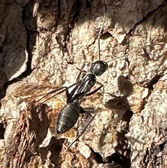 Camponotus sp. (genus) at Ainslie, ACT - 28 Dec 2024 06:02 PM