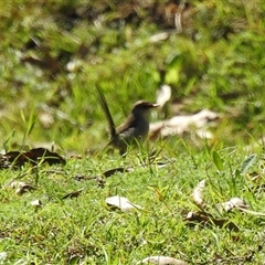 Malurus cyaneus (Superb Fairywren) at Goomburra, QLD - 29 Aug 2024 by Gaylesp8