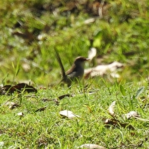 Unidentified Small (Robin, Finch, Thornbill etc) at Goomburra, QLD by Gaylesp8