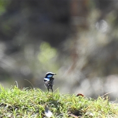 Malurus cyaneus (Superb Fairywren) at Goomburra, QLD - 29 Aug 2024 by Gaylesp8