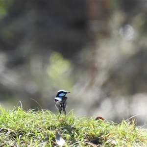 Malurus cyaneus at Goomburra, QLD - 29 Aug 2024