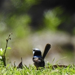 Malurus cyaneus at Goomburra, QLD - 29 Aug 2024