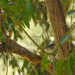 Malurus cyaneus (Superb Fairywren) at Goomburra, QLD - 29 Aug 2024 by Gaylesp8