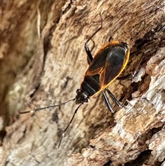 Dindymus circumcinctus (Bordered harlequin bug) at Ainslie, ACT - 28 Dec 2024 by Pirom